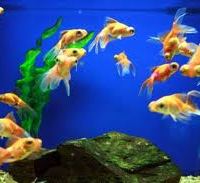 Do  you know where to place the aquarium and to select fish according to your sun sign ...